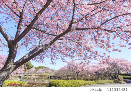なばなの里　満開の河津桜とチューリップ 112332421