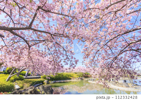なばなの里 満開の河津桜とチューリップ なばなの里 満開の河津桜とチューリップ 112332428