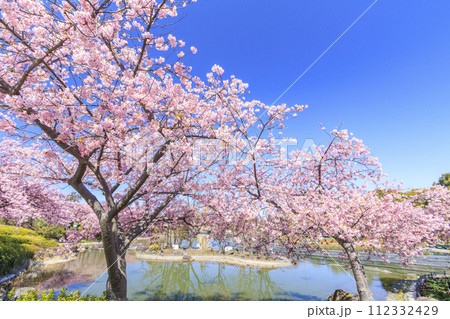 なばなの里 満開の河津桜とチューリップ なばなの里 満開の河津桜とチューリップ 112332429
