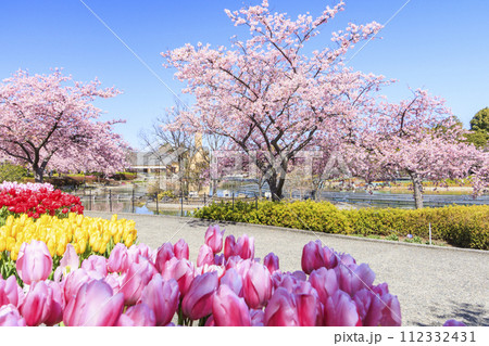 なばなの里 満開の河津桜とチューリップ なばなの里 満開の河津桜とチューリップ 112332431