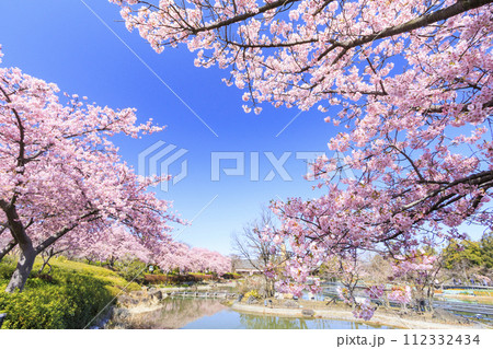 なばなの里　満開の河津桜とチューリップ 112332434