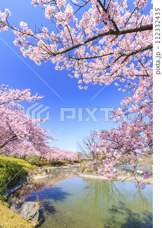 なばなの里 満開の河津桜とチューリップ なばなの里 満開の河津桜とチューリップ 112332435