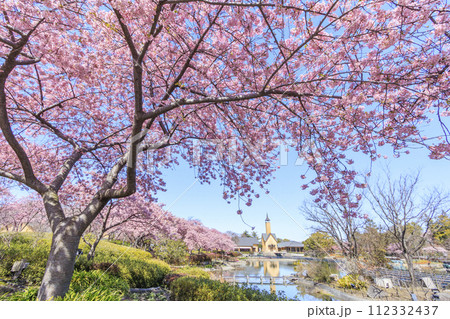 なばなの里　満開の河津桜とチューリップ 112332437