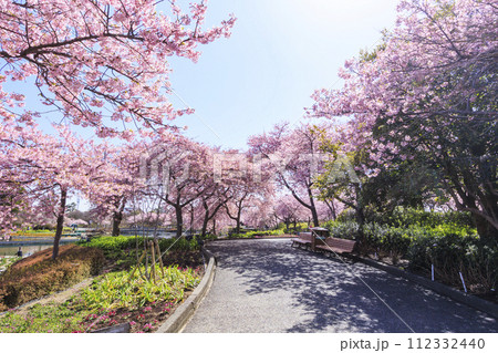 なばなの里 満開の河津桜とチューリップ なばなの里 満開の河津桜とチューリップ 112332440