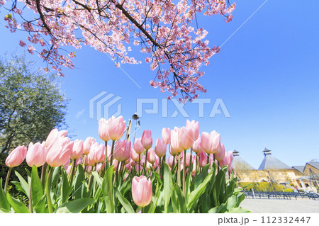 なばなの里 満開の河津桜とチューリップ なばなの里 満開の河津桜とチューリップ 112332447
