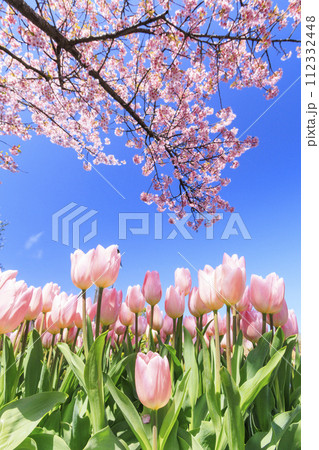 なばなの里　満開の河津桜とチューリップ 112332448