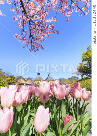 なばなの里　満開の河津桜とチューリップ 112332449