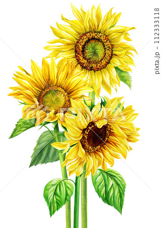 Bouquet of yellow flowers, autumn colors sunflowers on isolated white background, watercolor botanical painting flora 112333118