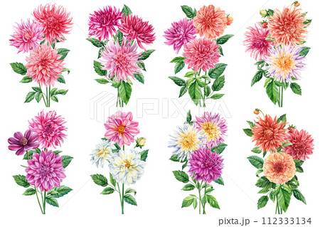 Bouquet of dahlia flowers set. Watercolor dahlia flower, hand drawn floral illustration, botanical isolated illustration 112333134