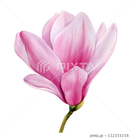 Watercolor magnolia flower. Beautiful pink spring magnolia flower isolated white. flora Watercolor Botanical painting Watercolor magnolia flower. Beautiful pink spring magnolia flower isolated white. flora Watercolor Botanical painting 112333158