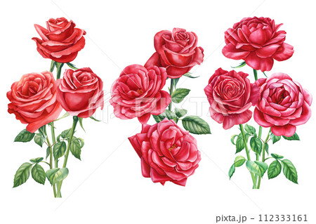 Red rose, beautiful flower isolated white background, watercolor illustration, botanical painting greeting card design Red rose, beautiful flower isolated white background, watercolor illustration, botanical painting greeting card design 112333161