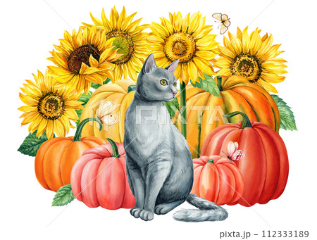 Watercolor cute gray cat and yellow flowers, sunflower pumpkin and butterflies isolated, Autumn postcard animal design Watercolor cute gray cat and yellow flowers, sunflower pumpkin and butterflies isolated, Autumn postcard animal design 112333189