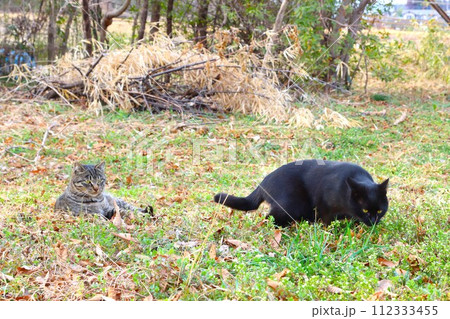 毛呂山町の里山で暮らす黒猫とキジトラ猫の光景 毛呂山町の里山で暮らす黒猫とキジトラ猫の光景 112333455