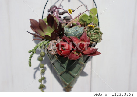 リメイク缶に植えた多肉植物の寄せ植え 112333558