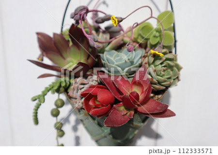 リメイク缶に植えた多肉植物の寄せ植え リメイク缶に植えた多肉植物の寄せ植え 112333571