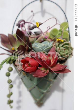 リメイク缶に植えた多肉植物の寄せ植え リメイク缶に植えた多肉植物の寄せ植え 112333573
