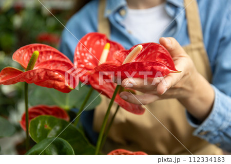 Indoor plant andradium in a pot, in a green house. 112334183