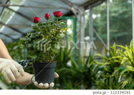 Indoor plants from the representative in the greenhouse in his hands. Indoor plants from the representative in the greenhouse in his hands. 112334191