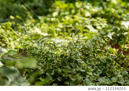 Indoor plants from a representative in the greenhouse, close-up. 112334203