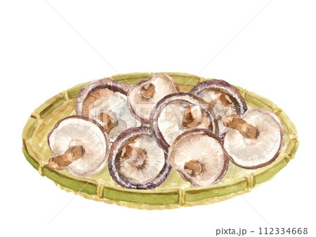 水彩で描いたザルに盛った椎茸のイラスト【手描き】白バック 透過背景 水彩で描いたザルに盛った椎茸のイラスト【手描き】白バック 透過背景 112334668