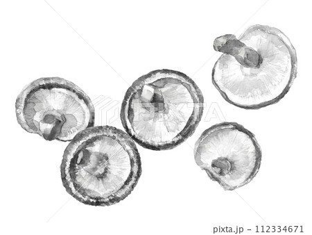水彩で描いた5枚の椎茸のモノトーンのイラスト【手描き】白バック 透過背景 112334671