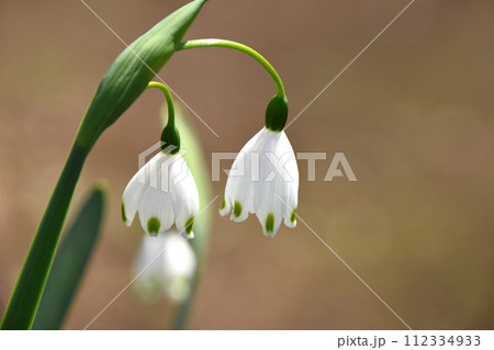 スノーフレークのかわいい白い花 112334933