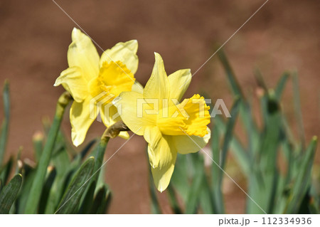 ラッパズイセン 112334936