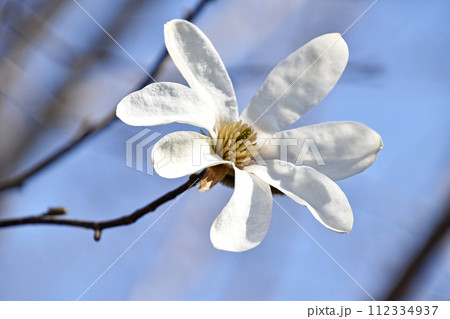 純白のコブシの花 112334937