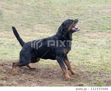 training of rottweiler 112335086