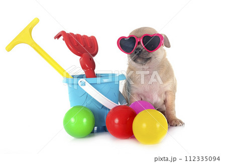 puppy chihuahua in studio 112335094