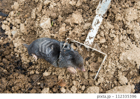 Caught european mole inside a trap placed on mole hill Caught european mole inside a trap placed on mole hill 112335396