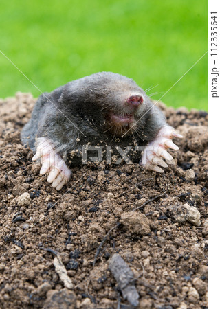 Mole, Talpa europaea, making mole hill and damaging beautiful lawn and flower garden. 112335641