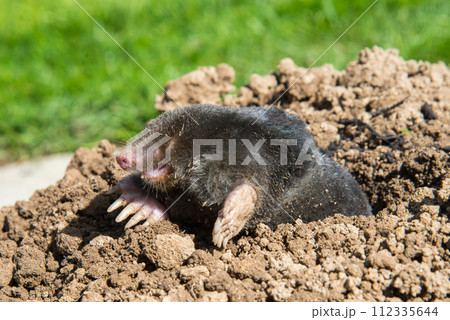 European mole destroying lawn in the garden European mole destroying lawn in the garden 112335644