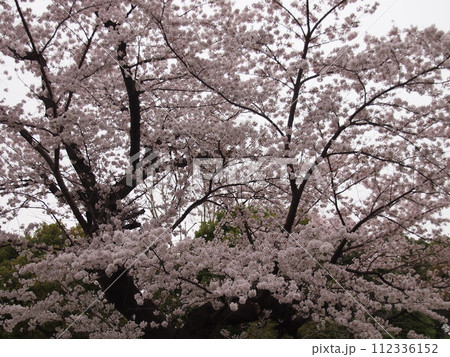 飛鳥山公園の桜 飛鳥山公園の桜 112336152