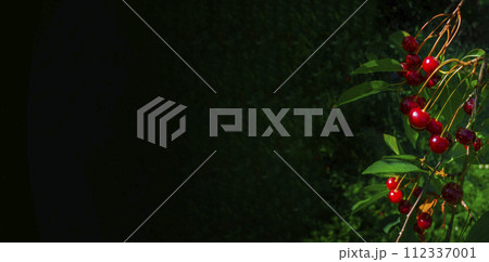Closeup of Nature view of green leaves and cherry on blurred greenery background in forest. Leave space for letters, Focus on leaf and shallow depth of field. 112337001