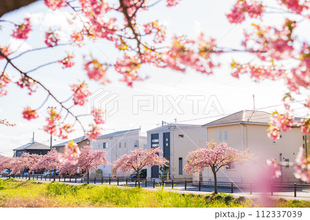 春の西古瀬川、満開の河津桜〈愛知県豊川市〉 112337039