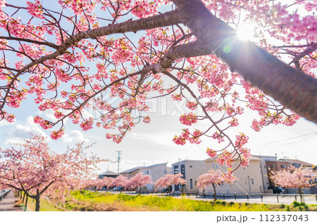 春の西古瀬川、満開の河津桜〈愛知県豊川市〉 112337043