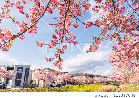 春の西古瀬川、満開の河津桜〈愛知県豊川市〉 112337048
