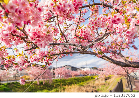 春の西古瀬川、満開の河津桜〈愛知県豊川市〉 春の西古瀬川、満開の河津桜〈愛知県豊川市〉 112337052