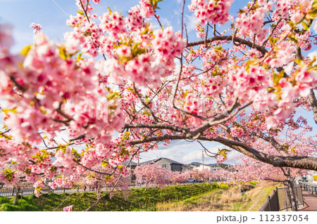 春の西古瀬川、満開の河津桜〈愛知県豊川市〉 112337054