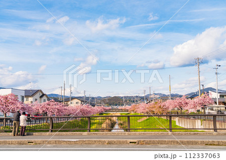 春の西古瀬川、満開の河津桜〈愛知県豊川市〉 112337063