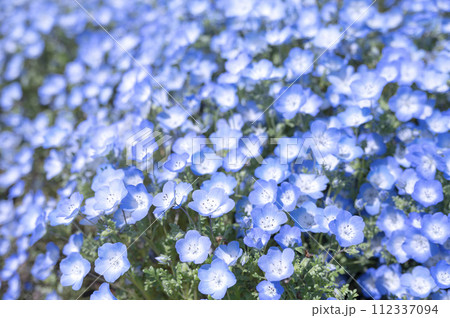 満開の青い小さな花ネモフィラ 満開の青い小さな花ネモフィラ 112337094