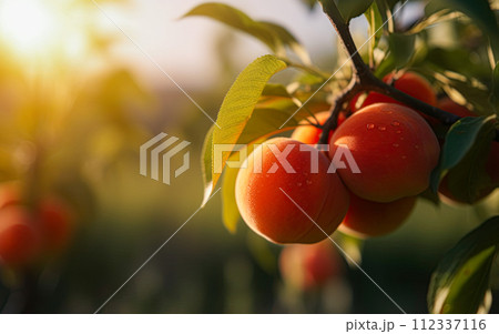 Peaches orchard on sunny day. Generative Ai image Peaches orchard on sunny day. Generative Ai image 112337116
