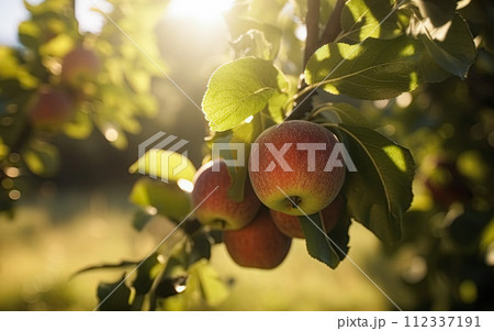 Apple Orchard on sunny day. Generative Ai image 112337191