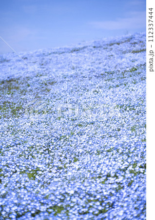 満開の青い小さな花ネモフィラ 112337444