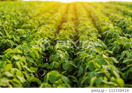 Agriculture. Soybean green plants growing in rows in cultivated field. Organic farming. Agricultural soy vegetable plantation, healthy food. Modern agribusiness. Bio lifestyle farmland Agriculture. Soybean green plants growing in rows in cultivated field. Organic farming. Agricultural soy vegetable plantation, healthy food. Modern agribusiness. Bio lifestyle farmland 112338419