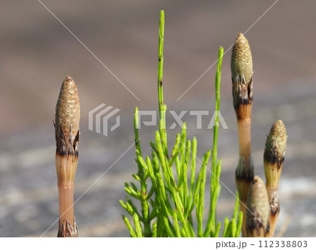 朝日を浴びたスギナとツクシ（胞子を飛ばす前のスギナの胞子茎） 112338803