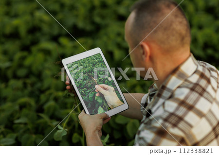 Male farmer or agronomist uses digital tablet to analyse and check the growth and disease of soybeans plants at soya field, seasonal work. Smart farming technology and agriculture business concept. Male farmer or agronomist uses digital tablet to analyse and check the growth and disease of soybeans plants at soya field, seasonal work. Smart farming technology and agriculture business concept. 112338821