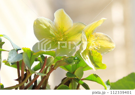 下から撮ったクリスマスローズの花 112339401