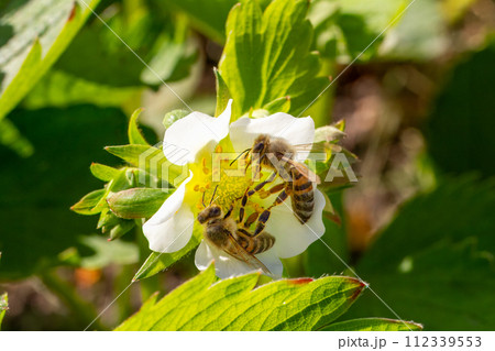 Flowering strawberry bush with bees in the garden. 112339553